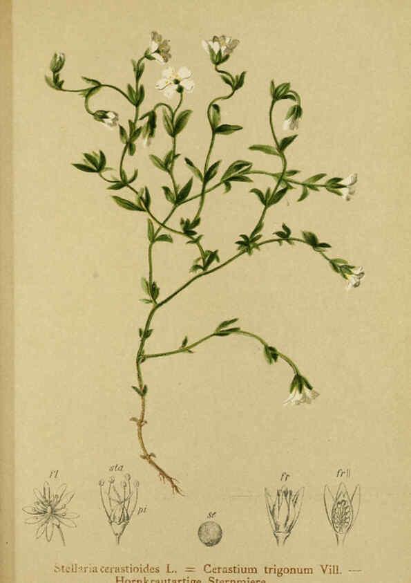 Reproducción/Reproduction 6311506479: Atlas der Alpenflora. v.1. Wien :Eigenthum und Verlag des Deutschen und Oesterr. Alpenvereins,1882
