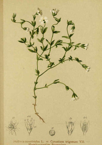 Reproducción/Reproduction 6311506479: Atlas der Alpenflora. v.1. Wien :Eigenthum und Verlag des Deutschen und Oesterr. Alpenvereins,1882