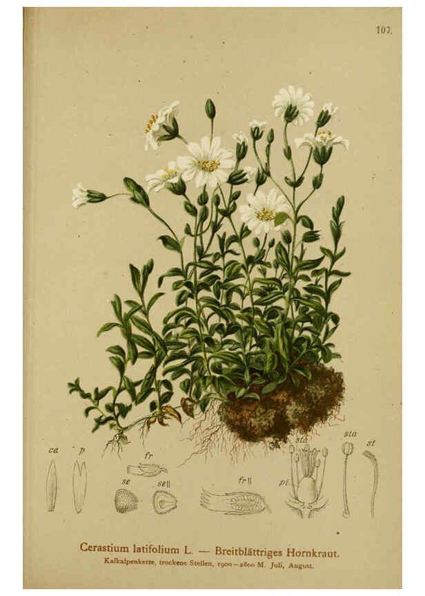 Reproducción/Reproduction 6311506597: Atlas der Alpenflora. v.1. Wien :Eigenthum und Verlag des Deutschen und Oesterr. Alpenvereins,1882