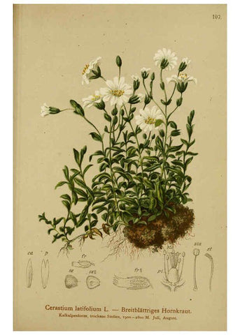 Reproducción/Reproduction 6311506597: Atlas der Alpenflora. v.1. Wien :Eigenthum und Verlag des Deutschen und Oesterr. Alpenvereins,1882