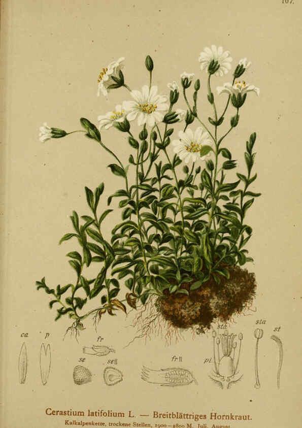 Reproducción/Reproduction 6311506597: Atlas der Alpenflora. v.1. Wien :Eigenthum und Verlag des Deutschen und Oesterr. Alpenvereins,1882