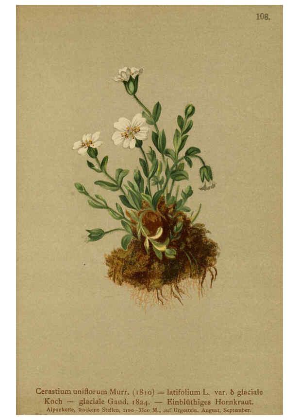 Reproducción/Reproduction 6311506731: Atlas der Alpenflora. v.1. Wien :Eigenthum und Verlag des Deutschen und Oesterr. Alpenvereins,1882