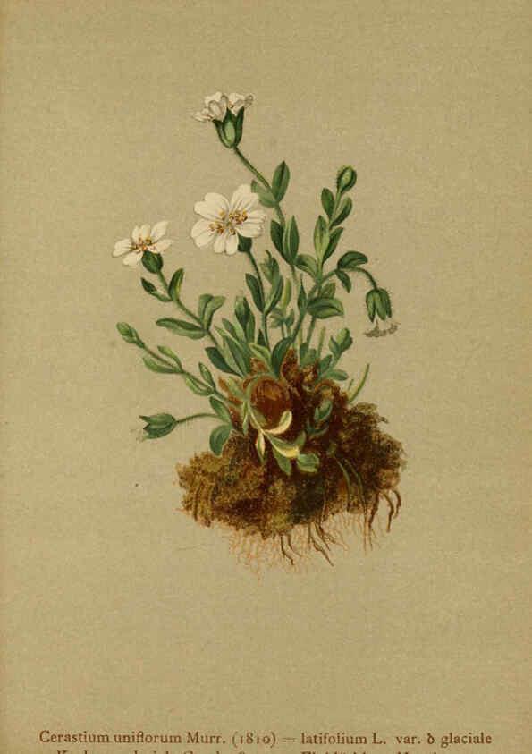 Reproducción/Reproduction 6311506731: Atlas der Alpenflora. v.1. Wien :Eigenthum und Verlag des Deutschen und Oesterr. Alpenvereins,1882