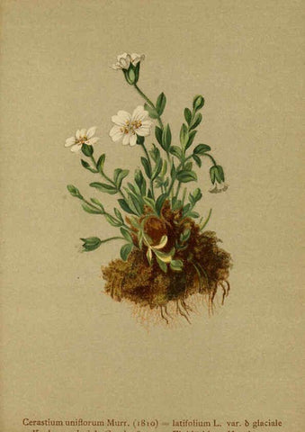 Reproducción/Reproduction 6311506731: Atlas der Alpenflora. v.1. Wien :Eigenthum und Verlag des Deutschen und Oesterr. Alpenvereins,1882