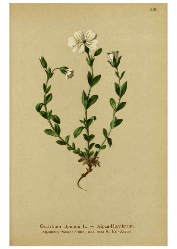Reproducción/Reproduction 6311506863: Atlas der Alpenflora. v.1. Wien :Eigenthum und Verlag des Deutschen und Oesterr. Alpenvereins,1882