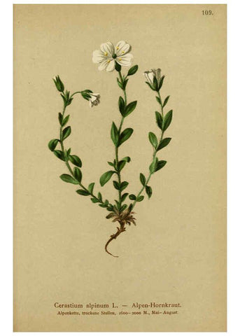 Reproducción/Reproduction 6311506863: Atlas der Alpenflora. v.1. Wien :Eigenthum und Verlag des Deutschen und Oesterr. Alpenvereins,1882
