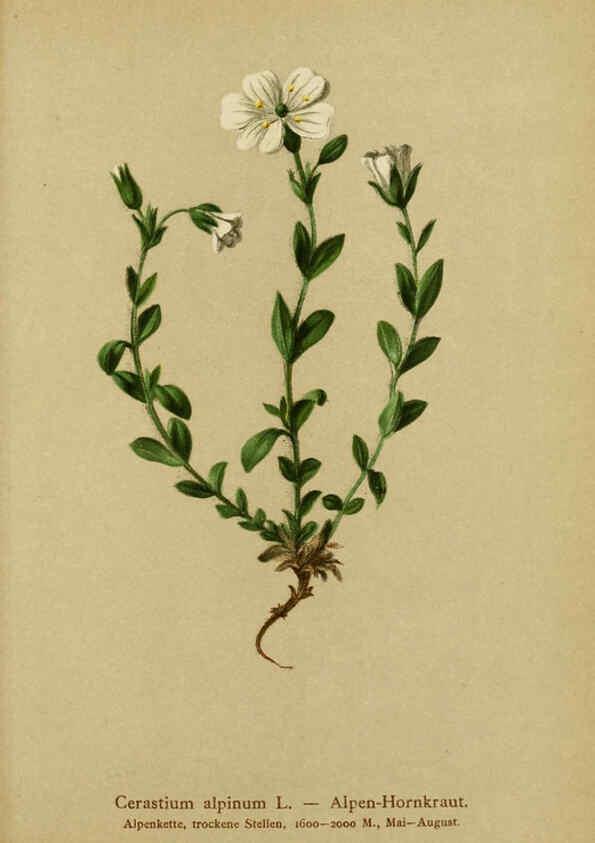 Reproducción/Reproduction 6311506863: Atlas der Alpenflora. v.1. Wien :Eigenthum und Verlag des Deutschen und Oesterr. Alpenvereins,1882