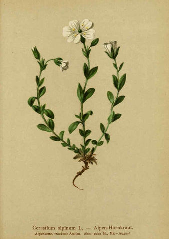 Reproducción/Reproduction 6311506863: Atlas der Alpenflora. v.1. Wien :Eigenthum und Verlag des Deutschen und Oesterr. Alpenvereins,1882