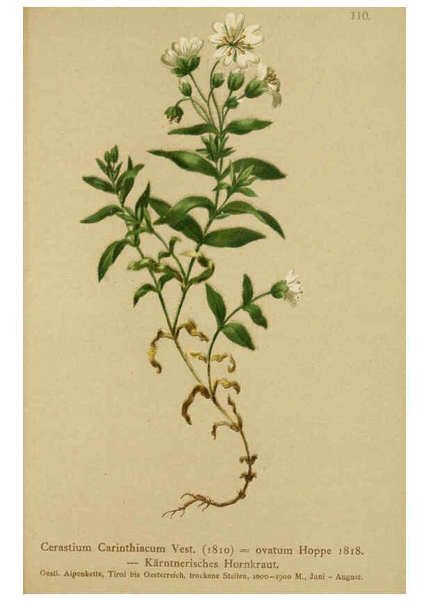 Reproducción/Reproduction 6311507021: Atlas der Alpenflora. v.1. Wien :Eigenthum und Verlag des Deutschen und Oesterr. Alpenvereins,1882