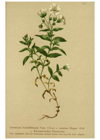 Reproducción/Reproduction 6311507021: Atlas der Alpenflora. v.1. Wien :Eigenthum und Verlag des Deutschen und Oesterr. Alpenvereins,1882
