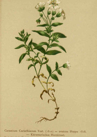 Reproducción/Reproduction 6311507021: Atlas der Alpenflora. v.1. Wien :Eigenthum und Verlag des Deutschen und Oesterr. Alpenvereins,1882
