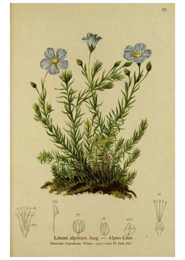 Reproducción/Reproduction 6312027130: Atlas der Alpenflora. v.1. Wien :Eigenthum und Verlag des Deutschen und Oesterr. Alpenvereins,1882
