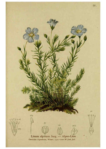 Reproducción/Reproduction 6312027130: Atlas der Alpenflora. v.1. Wien :Eigenthum und Verlag des Deutschen und Oesterr. Alpenvereins,1882