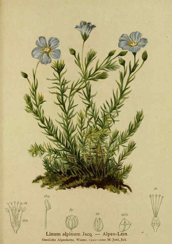 Reproducción/Reproduction 6312027130: Atlas der Alpenflora. v.1. Wien :Eigenthum und Verlag des Deutschen und Oesterr. Alpenvereins,1882