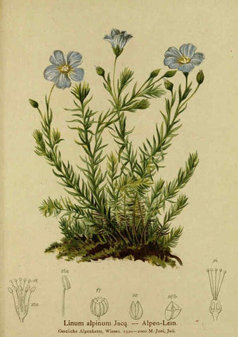Reproducción/Reproduction 6312027130: Atlas der Alpenflora. v.1. Wien :Eigenthum und Verlag des Deutschen und Oesterr. Alpenvereins,1882