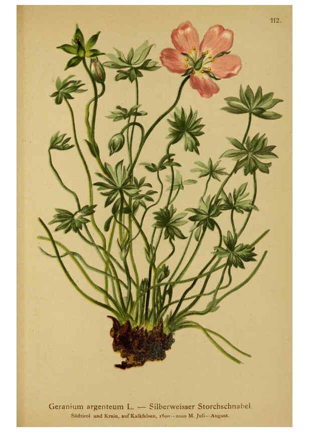 Reproducción/Reproduction 6312027262: Atlas der Alpenflora. v.1. Wien :Eigenthum und Verlag des Deutschen und Oesterr. Alpenvereins,1882