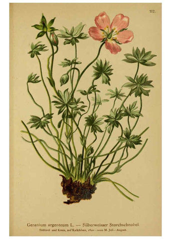 Reproducción/Reproduction 6312027262: Atlas der Alpenflora. v.1. Wien :Eigenthum und Verlag des Deutschen und Oesterr. Alpenvereins,1882