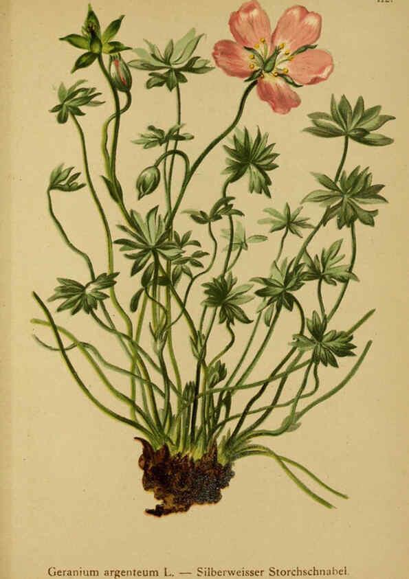 Reproducción/Reproduction 6312027262: Atlas der Alpenflora. v.1. Wien :Eigenthum und Verlag des Deutschen und Oesterr. Alpenvereins,1882