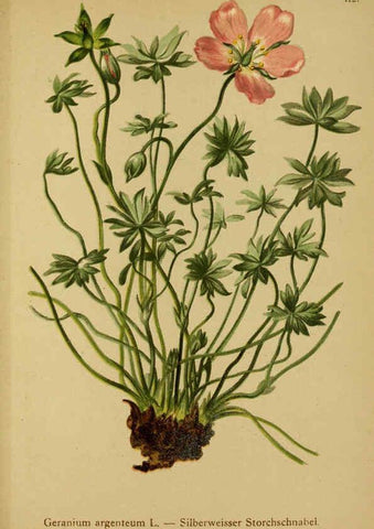 Reproducción/Reproduction 6312027262: Atlas der Alpenflora. v.1. Wien :Eigenthum und Verlag des Deutschen und Oesterr. Alpenvereins,1882