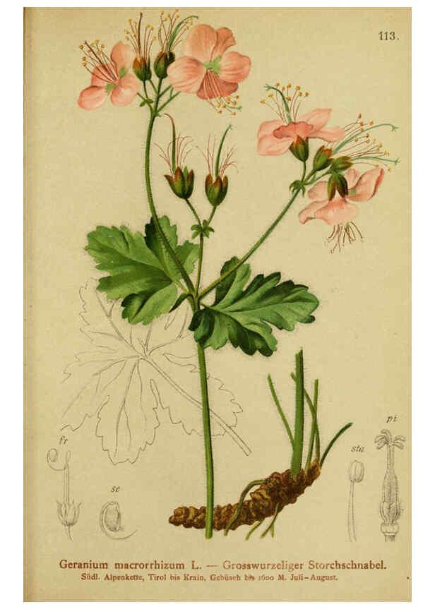 Reproducción/Reproduction 6311507361: Atlas der Alpenflora. v.1. Wien :Eigenthum und Verlag des Deutschen und Oesterr. Alpenvereins,1882