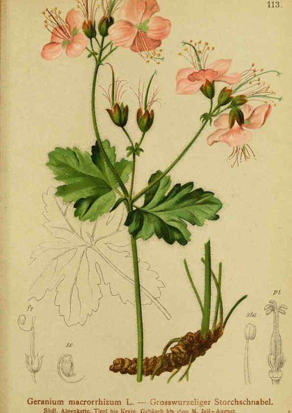 Reproducción/Reproduction 6311507361: Atlas der Alpenflora. v.1. Wien :Eigenthum und Verlag des Deutschen und Oesterr. Alpenvereins,1882