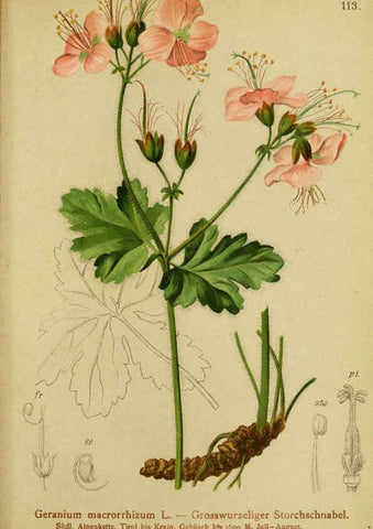 Reproducción/Reproduction 6311507361: Atlas der Alpenflora. v.1. Wien :Eigenthum und Verlag des Deutschen und Oesterr. Alpenvereins,1882