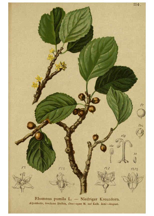 Reproducción/Reproduction 6312027466: Atlas der Alpenflora. v.1. Wien :Eigenthum und Verlag des Deutschen und Oesterr. Alpenvereins,1882