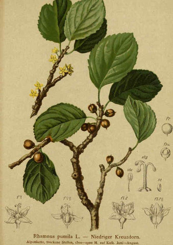 Reproducción/Reproduction 6312027466: Atlas der Alpenflora. v.1. Wien :Eigenthum und Verlag des Deutschen und Oesterr. Alpenvereins,1882