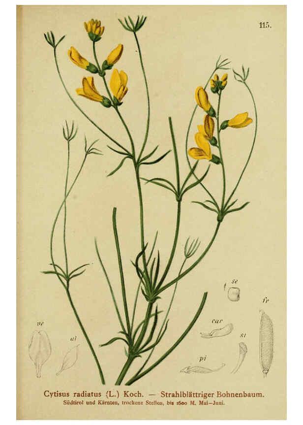 Reproducción/Reproduction 6311507625: Atlas der Alpenflora. v.1. Wien :Eigenthum und Verlag des Deutschen und Oesterr. Alpenvereins,1882