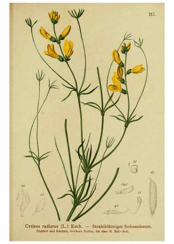 Reproducción/Reproduction 6311507625: Atlas der Alpenflora. v.1. Wien :Eigenthum und Verlag des Deutschen und Oesterr. Alpenvereins,1882
