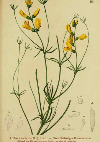 Reproducción/Reproduction 6311507625: Atlas der Alpenflora. v.1. Wien :Eigenthum und Verlag des Deutschen und Oesterr. Alpenvereins,1882