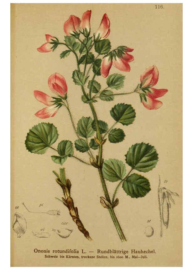 Reproducción/Reproduction 6311507735: Atlas der Alpenflora. v.1. Wien :Eigenthum und Verlag des Deutschen und Oesterr. Alpenvereins,1882