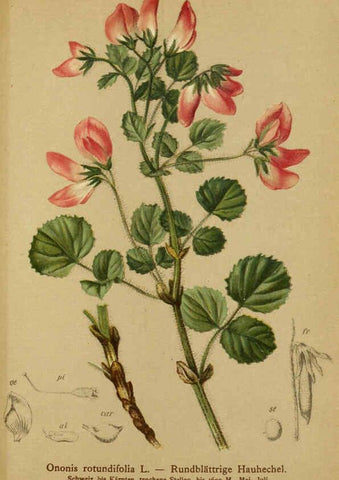 Reproducción/Reproduction 6311507735: Atlas der Alpenflora. v.1. Wien :Eigenthum und Verlag des Deutschen und Oesterr. Alpenvereins,1882