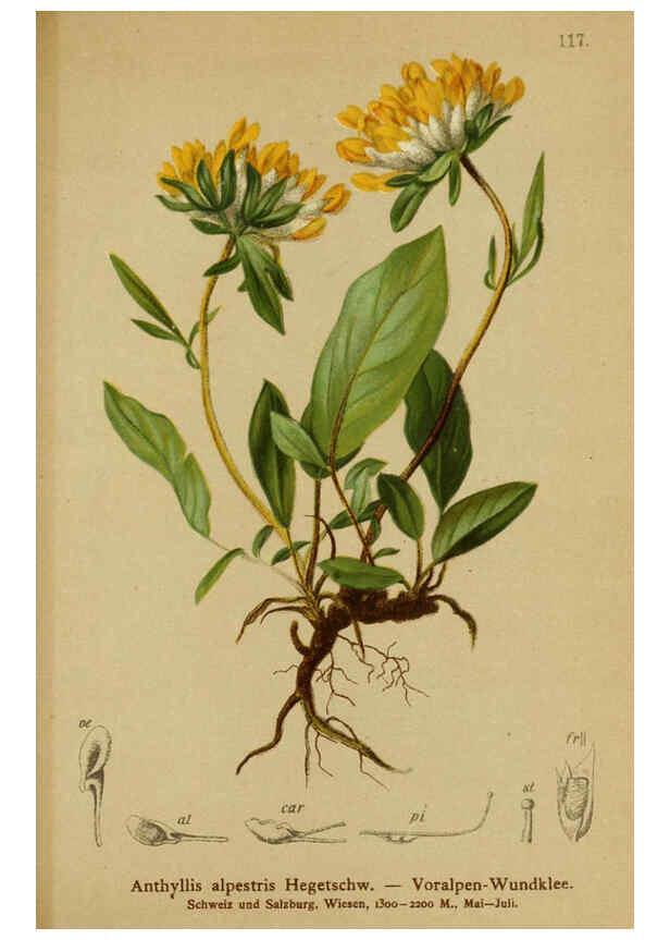 Reproducción/Reproduction 6311507839: Atlas der Alpenflora. v.1. Wien :Eigenthum und Verlag des Deutschen und Oesterr. Alpenvereins,1882