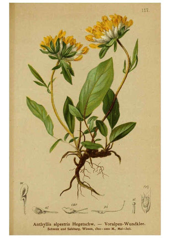 Reproducción/Reproduction 6311507839: Atlas der Alpenflora. v.1. Wien :Eigenthum und Verlag des Deutschen und Oesterr. Alpenvereins,1882