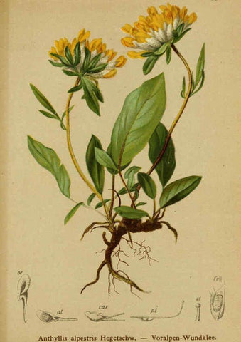 Reproducción/Reproduction 6311507839: Atlas der Alpenflora. v.1. Wien :Eigenthum und Verlag des Deutschen und Oesterr. Alpenvereins,1882