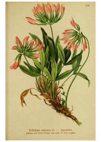 Reproducción/Reproduction 6312027986: Atlas der Alpenflora. v.1. Wien :Eigenthum und Verlag des Deutschen und Oesterr. Alpenvereins,1882