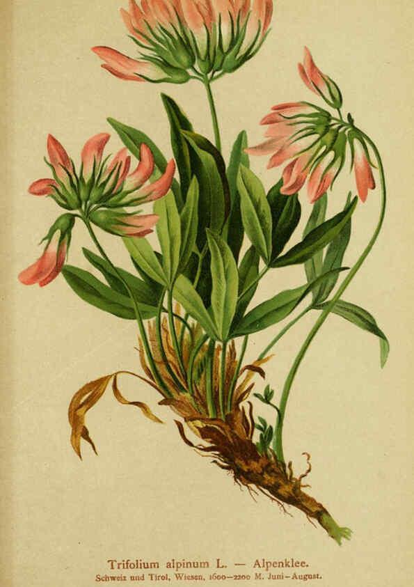 Reproducción/Reproduction 6312027986: Atlas der Alpenflora. v.1. Wien :Eigenthum und Verlag des Deutschen und Oesterr. Alpenvereins,1882