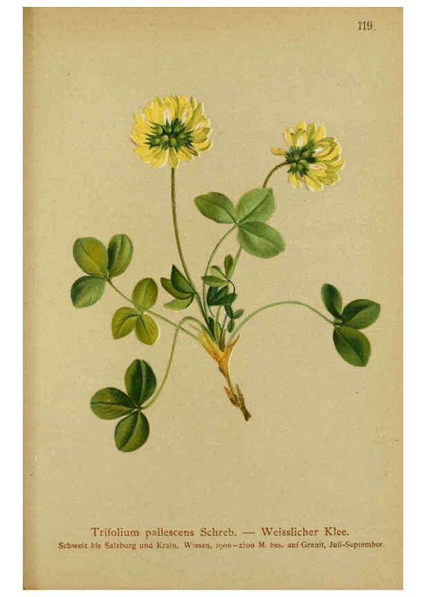 Reproducción/Reproduction 6312028124: Atlas der Alpenflora. v.1. Wien :Eigenthum und Verlag des Deutschen und Oesterr. Alpenvereins,1882