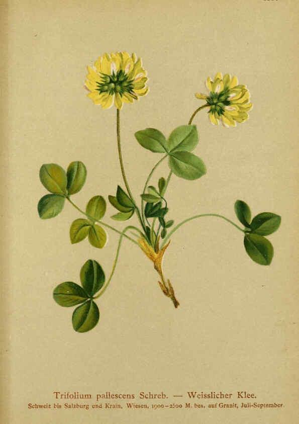 Reproducción/Reproduction 6312028124: Atlas der Alpenflora. v.1. Wien :Eigenthum und Verlag des Deutschen und Oesterr. Alpenvereins,1882