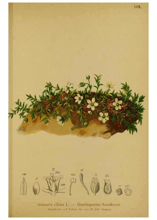 Reproducción/Reproduction 6312026292: Atlas der Alpenflora. v.1. Wien :Eigenthum und Verlag des Deutschen und Oesterr. Alpenvereins,1882