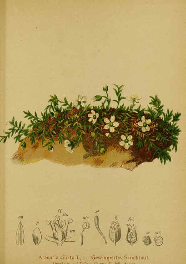 Reproducción/Reproduction 6312026292: Atlas der Alpenflora. v.1. Wien :Eigenthum und Verlag des Deutschen und Oesterr. Alpenvereins,1882