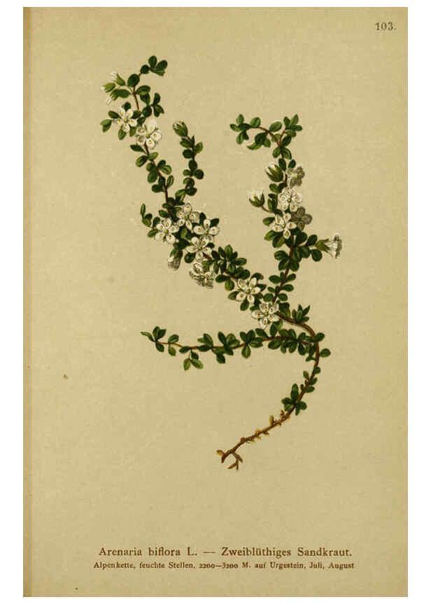 Reproducción/Reproduction 6311506157: Atlas der Alpenflora. v.1. Wien :Eigenthum und Verlag des Deutschen und Oesterr. Alpenvereins,1882