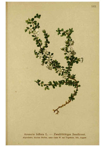 Reproducción/Reproduction 6311506157: Atlas der Alpenflora. v.1. Wien :Eigenthum und Verlag des Deutschen und Oesterr. Alpenvereins,1882