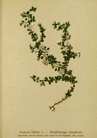 Reproducción/Reproduction 6311506157: Atlas der Alpenflora. v.1. Wien :Eigenthum und Verlag des Deutschen und Oesterr. Alpenvereins,1882