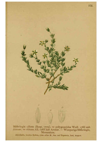 Reproducción/Reproduction 6312026032: Atlas der Alpenflora. v.1. Wien :Eigenthum und Verlag des Deutschen und Oesterr. Alpenvereins,1882