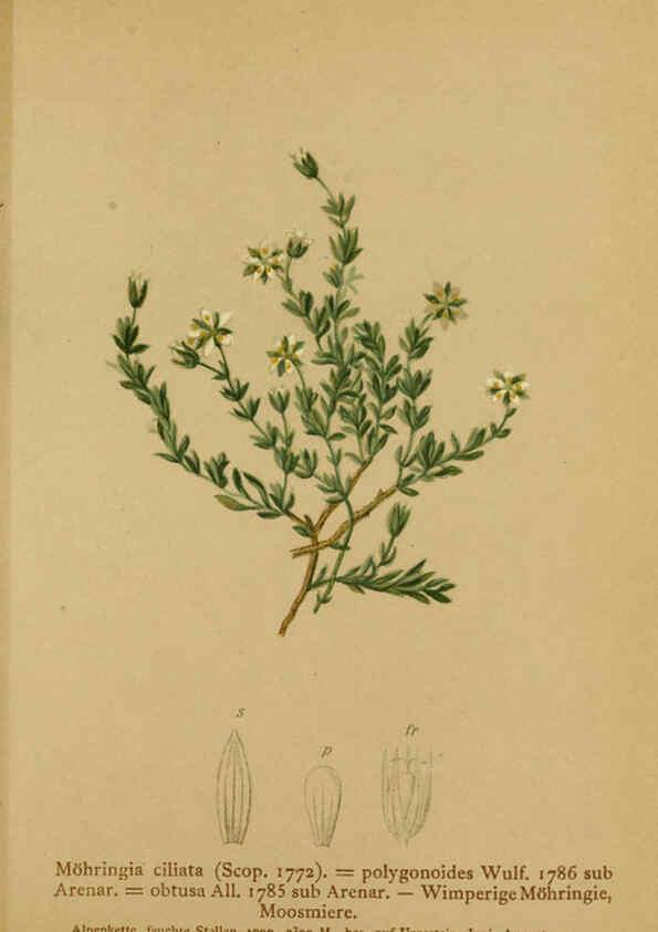 Reproducción/Reproduction 6312026032: Atlas der Alpenflora. v.1. Wien :Eigenthum und Verlag des Deutschen und Oesterr. Alpenvereins,1882
