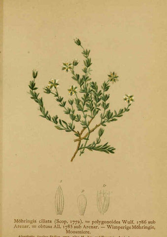 Reproducción/Reproduction 6312026032: Atlas der Alpenflora. v.1. Wien :Eigenthum und Verlag des Deutschen und Oesterr. Alpenvereins,1882