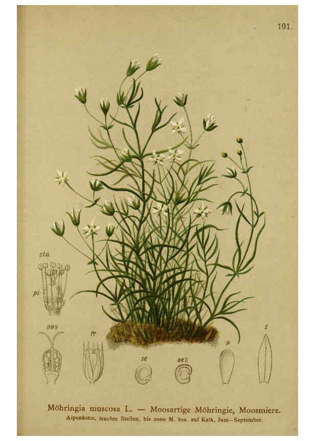Reproducción/Reproduction 6312025930: Atlas der Alpenflora. v.1. Wien :Eigenthum und Verlag des Deutschen und Oesterr. Alpenvereins,1882