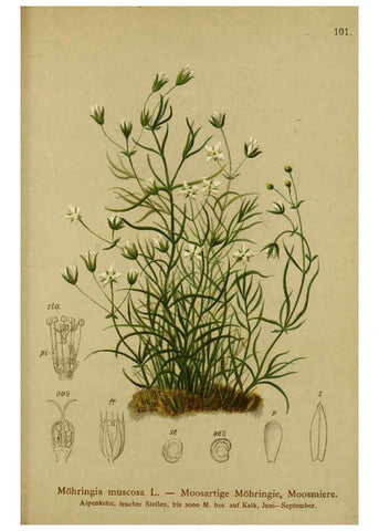 Reproducción/Reproduction 6312025930: Atlas der Alpenflora. v.1. Wien :Eigenthum und Verlag des Deutschen und Oesterr. Alpenvereins,1882
